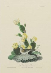 AFTER J.J. AUDUBON GRAFS FINCH