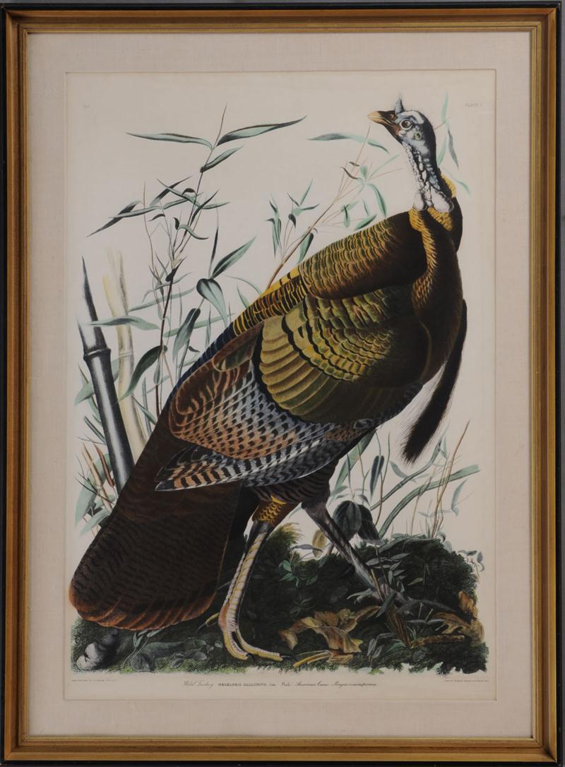 AFTER J.J. AUDUBON: WILD TURKEY