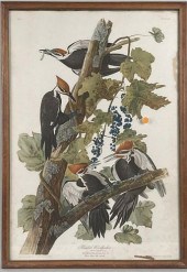 AFTER J.J.AUDUBON PRINT "PILEA