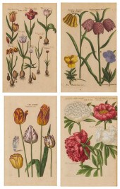 AFTER JOHANN THEODOR DE BRY (1