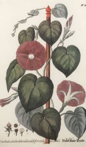AFTER JOHANN WILHELM WEINMANN