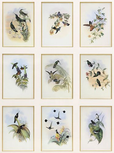 AFTER JOHN GOULD (1804-1888)