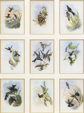 AFTER JOHN GOULD (1804-1888) O
