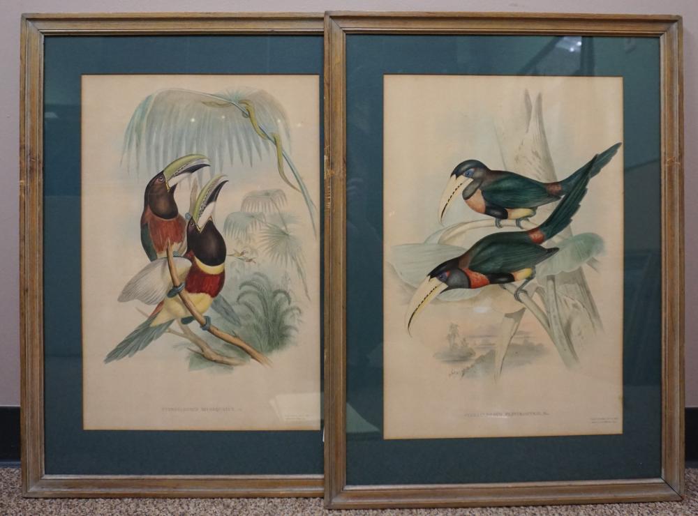 AFTER JOHN GOULD AND HENRY RICHTER,