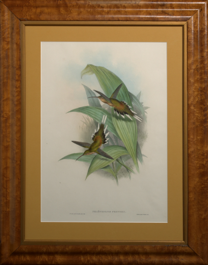 After John Gould (British,