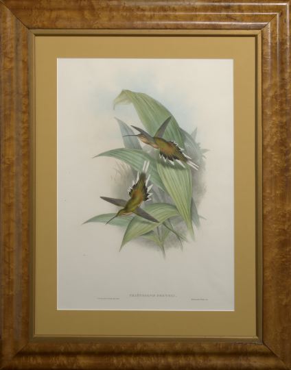 After John Gould (British,