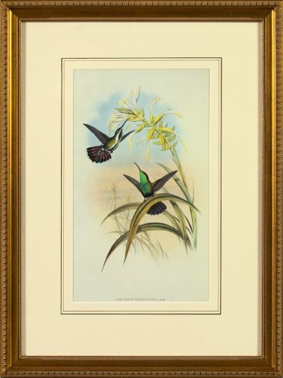After John Gould (British, 19th