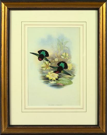 After John Gould (British, 19th