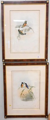 AFTER JOHN GOULD (ENGLAND, 180