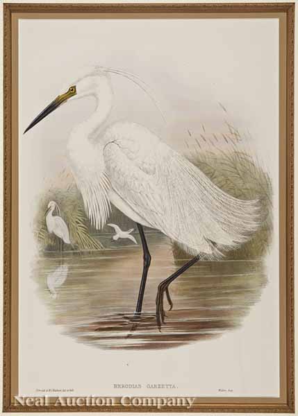 After John Gould (English