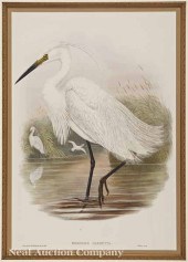 After John Gould (English 1804