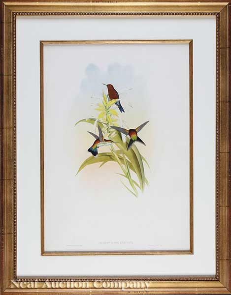 After John Gould (English