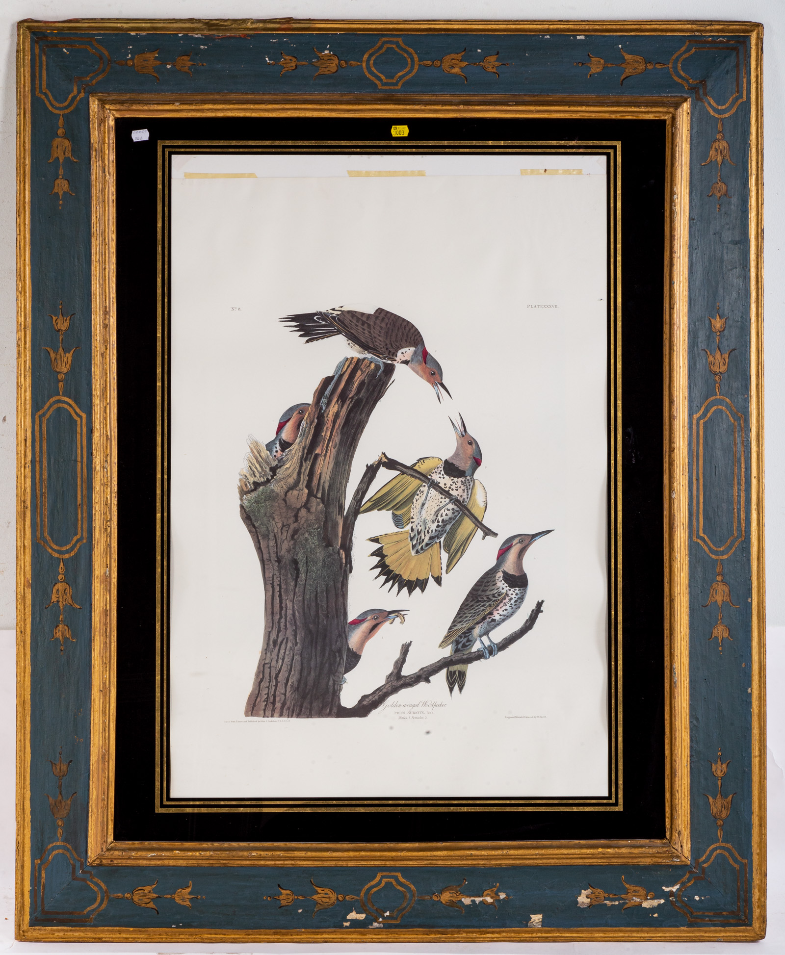 AFTER JOHN J. AUDUBON. "GOLDEN