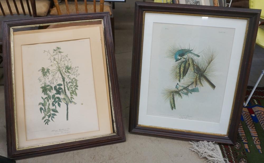 AFTER JOHN J. AUDUBON, WHITE-EYED