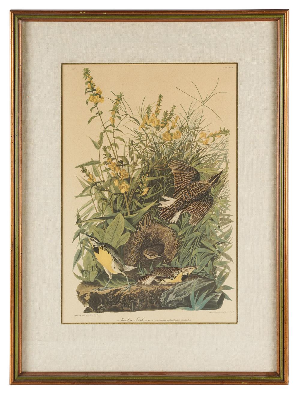 AFTER JOHN JAMES AUDUBON (1785 -