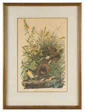 AFTER JOHN JAMES AUDUBON (1785