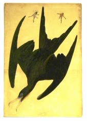 After John James Audubon (1785