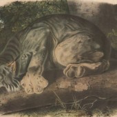After John James Audubon (1785