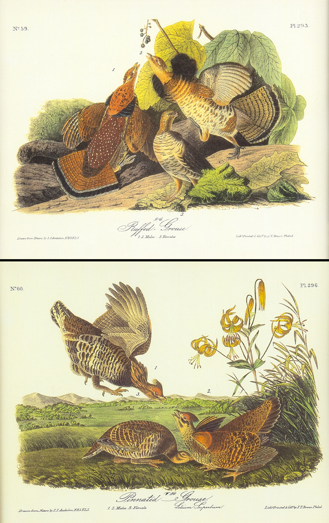AFTER JOHN JAMES AUDUBON