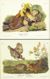 AFTER JOHN JAMES AUDUBON (1785