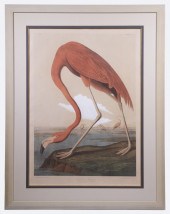 AFTER JOHN JAMES AUDUBON (1785