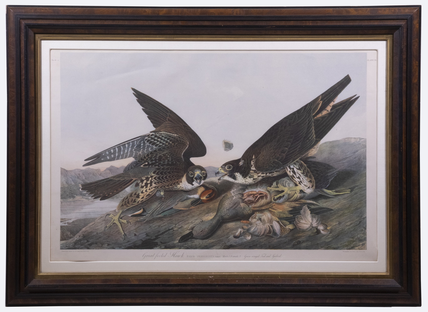 AFTER JOHN JAMES AUDUBON