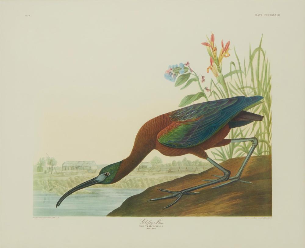 AFTER JOHN JAMES AUDUBON,