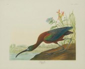AFTER JOHN JAMES AUDUBON, (178