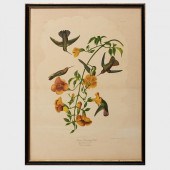 AFTER JOHN JAMES AUDUBON (1785