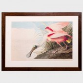 AFTER JOHN JAMES AUDUBON (1785