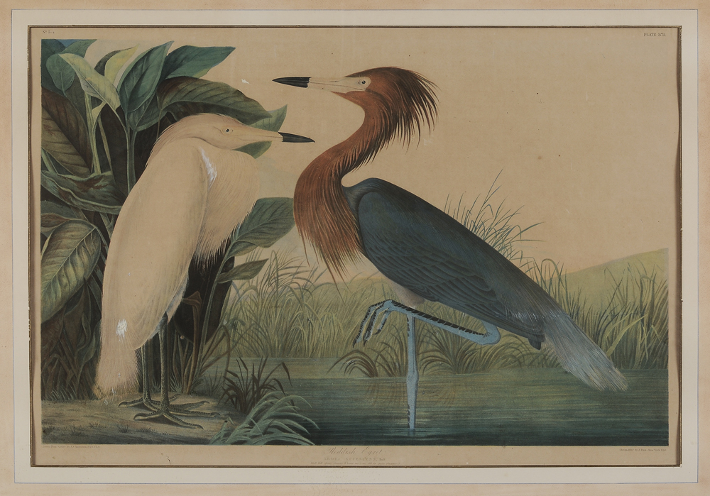 After John James Audubon (American,