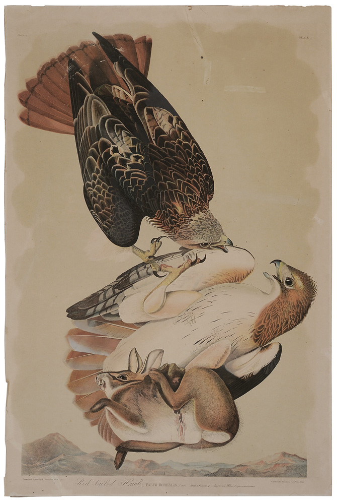 After John James Audubon (American,