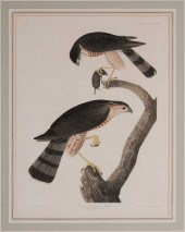 After John James Audubon (Amer