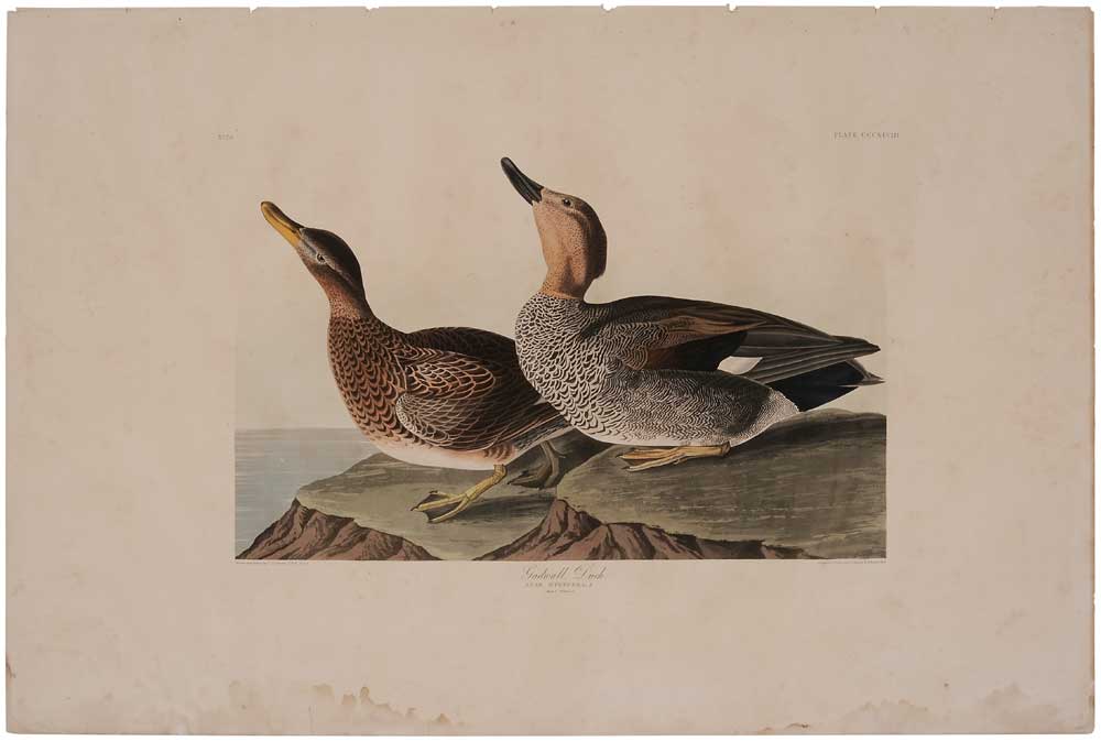 After John James Audubon (American,