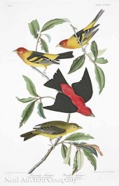 After John James Audubon (Amer