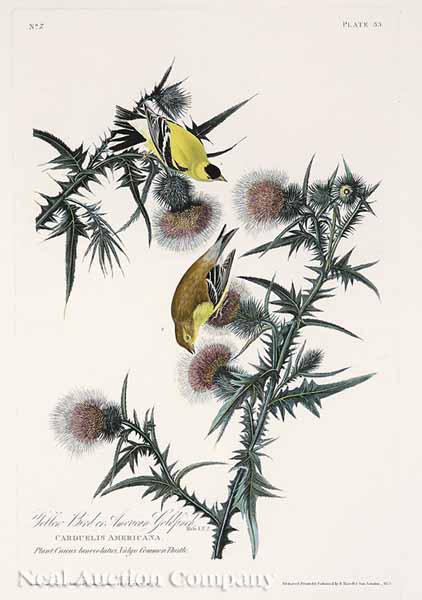 After John James Audubon