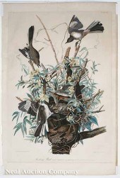 After John James Audubon (Amer