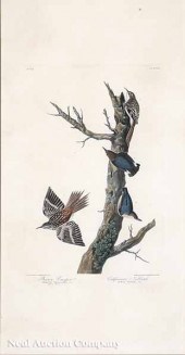 After John James Audubon (Amer