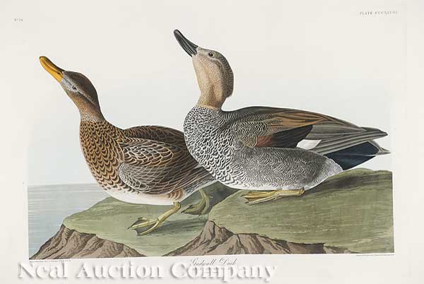 After John James Audubon