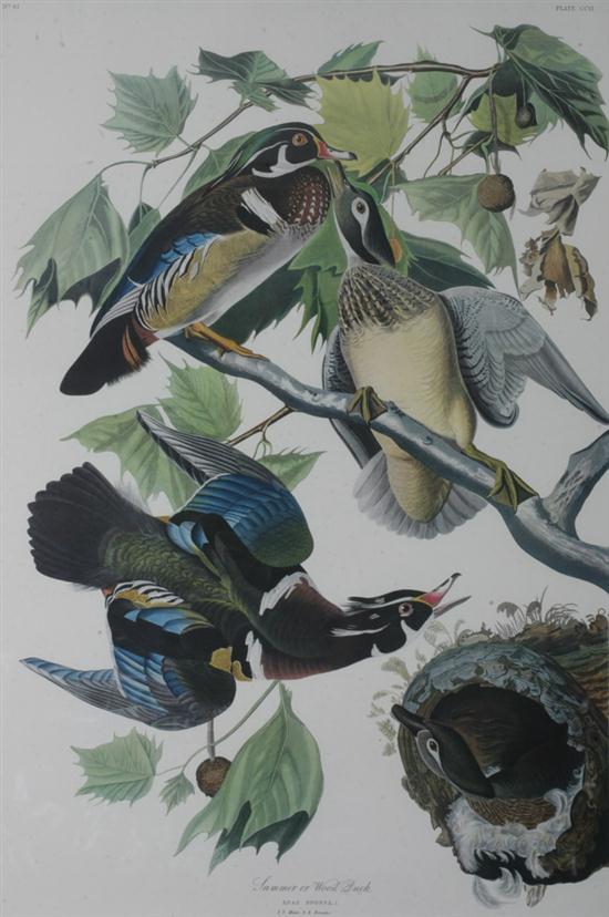 AFTER JOHN JAMES AUDUBON
