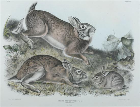 AFTER JOHN JAMES AUDUBON