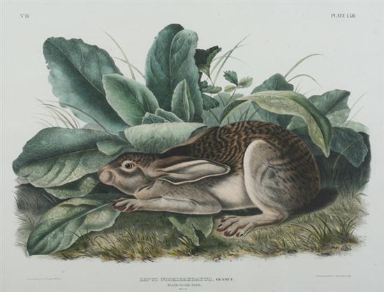 AFTER JOHN JAMES AUDUBON