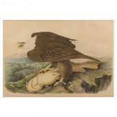 AFTER JOHN JAMES AUDUBON (AMER