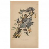 AFTER JOHN JAMES AUDUBON (AMER
