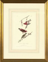 After John James Audubon (Amer