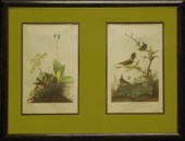 After John James Audubon (Amer
