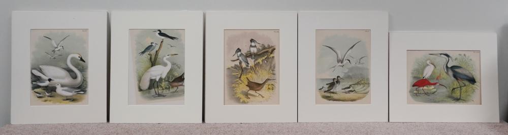 AFTER JOHN JAMES AUDUBON