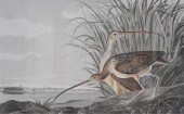 AFTER JOHN JAMES AUDUBON (AMER