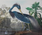 AFTER JOHN JAMES AUDUBON (AMER