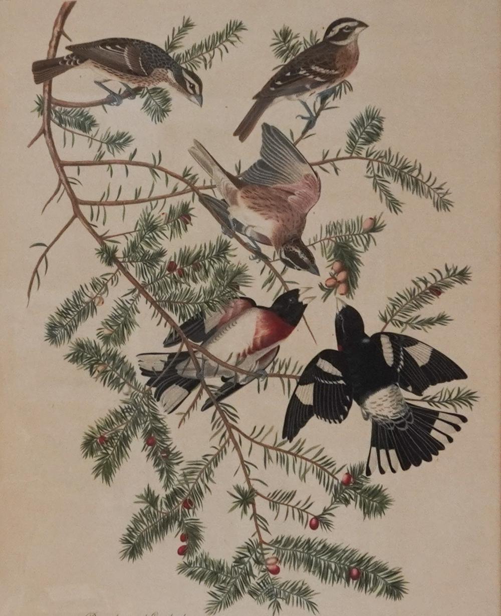 AFTER JOHN JAMES AUDUBON